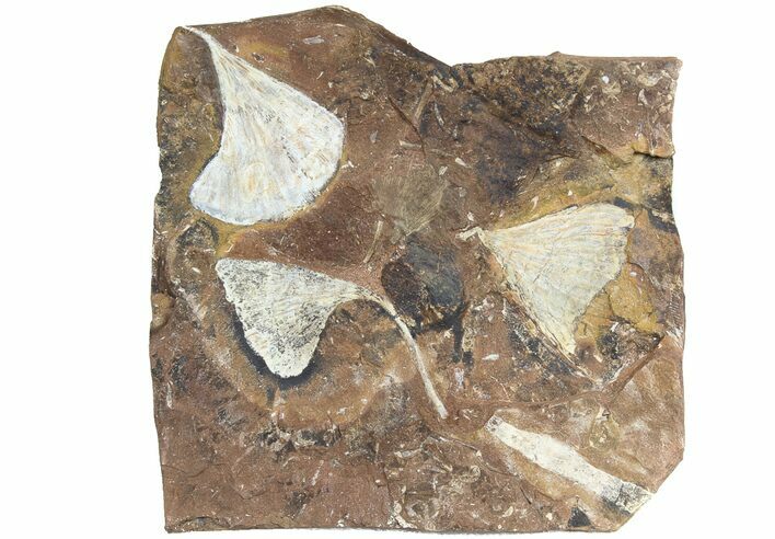 Wide Multiple Fossil Ginkgo Leaf Plate - North Dakota #78088
